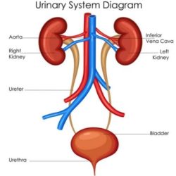 Section 38 3 the excretory system