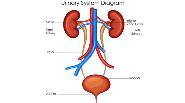 Section 38 3 the excretory system