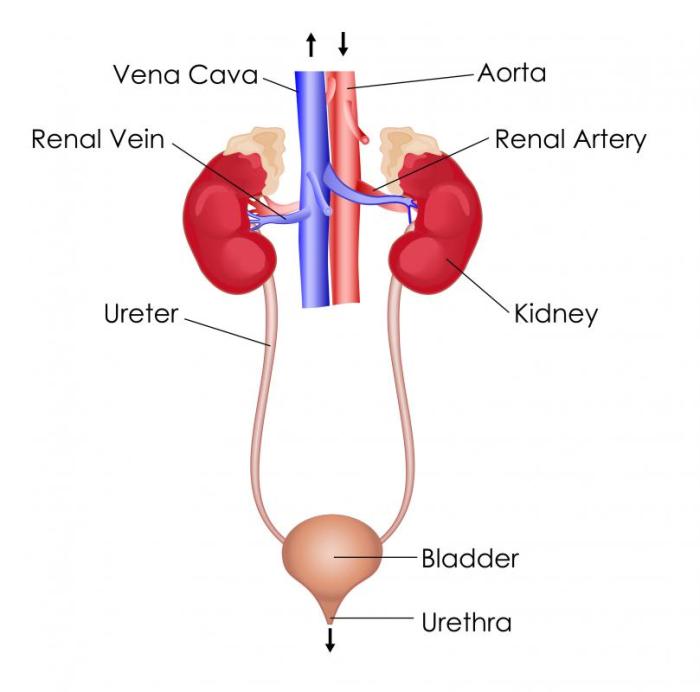 Section 38 3 the excretory system