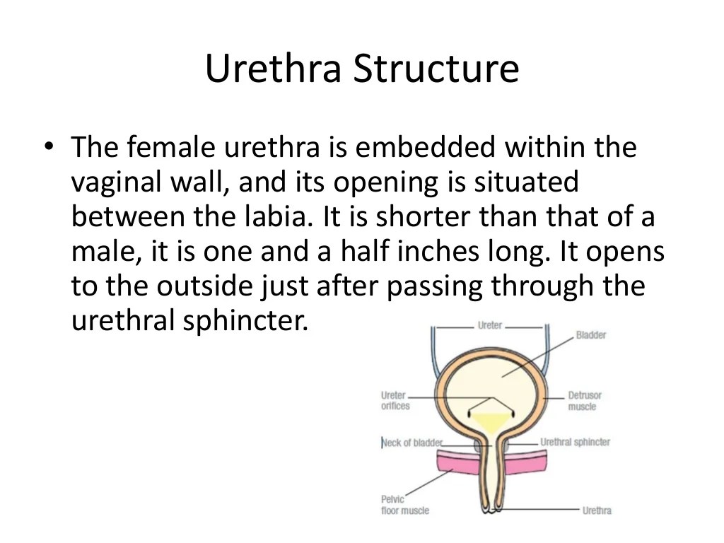 Section 38 3 the excretory system