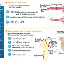 Pogil feedback mechanisms answer key