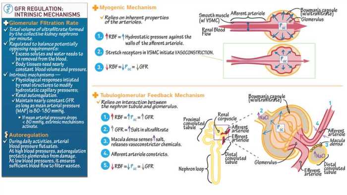 Pogil feedback mechanisms answer key