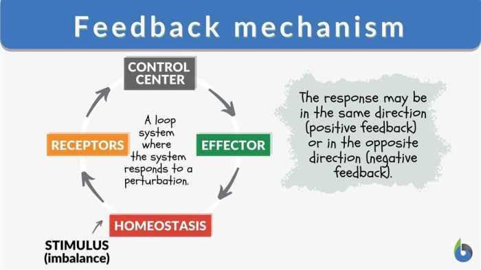 Pogil feedback mechanisms answer key