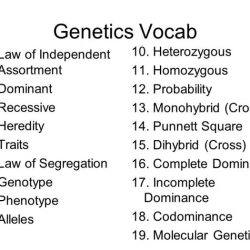 Probability and heredity answer key