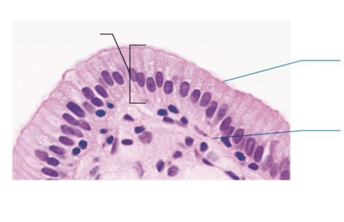 Chapter 4 tissue the living fabric