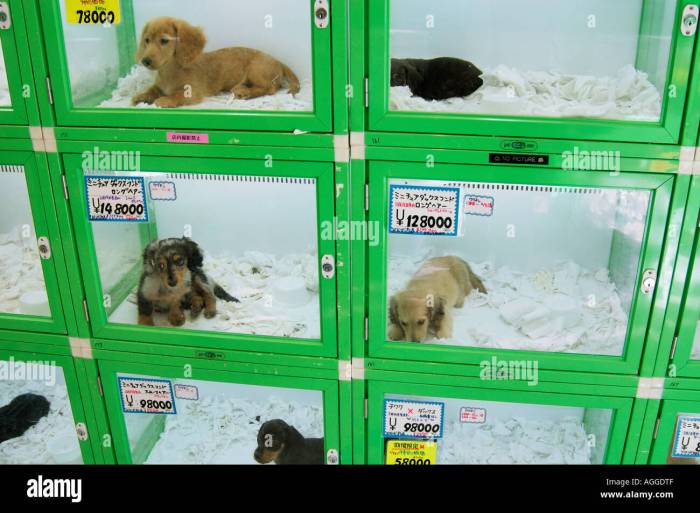 The pet store had 6 puppies selling for 104