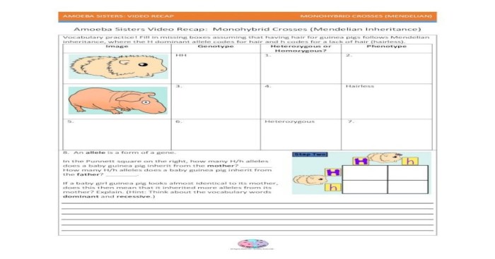 Amoeba sisters classification worksheet answers pdf