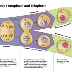 Mitosis how do living things grow and repair themselves