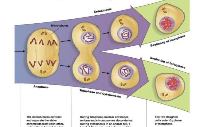 Mitosis how do living things grow and repair themselves