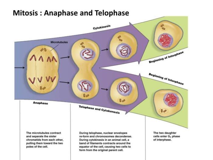 Mitosis how do living things grow and repair themselves