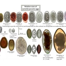 Veterinary canine parasite egg identification chart